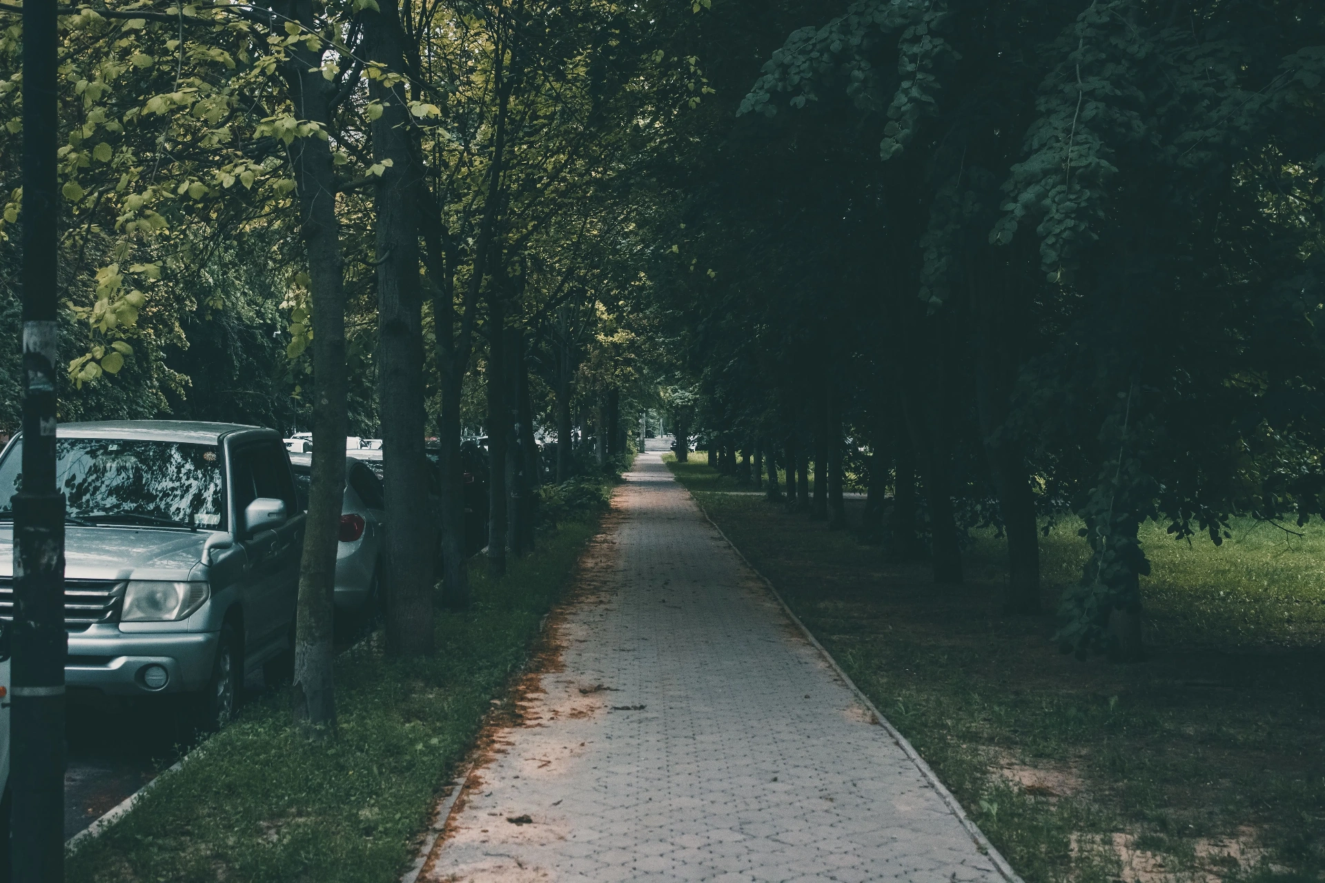 Tree-shaded pathway in a city park