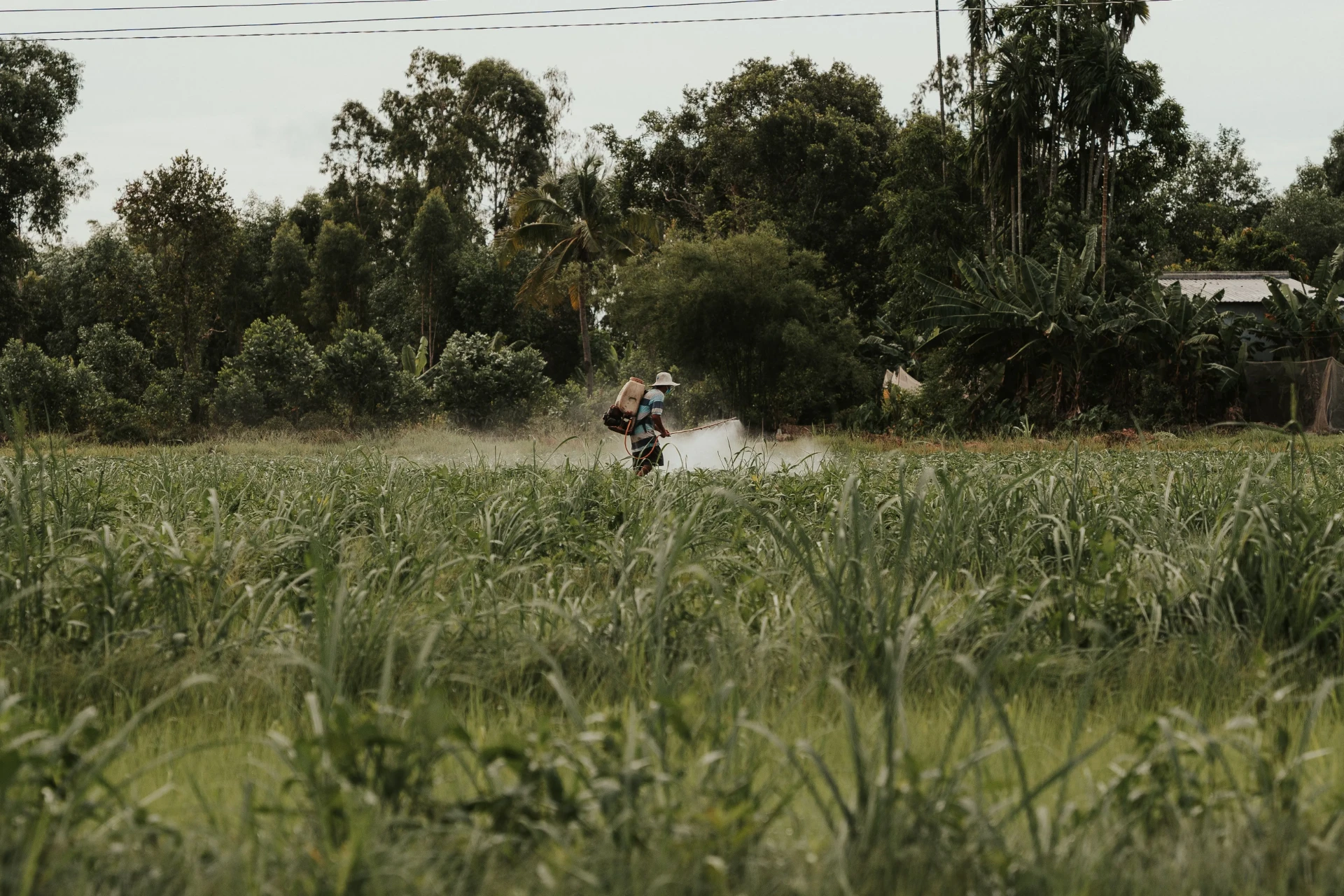 Farmworker spraying pesticides across a field of crops