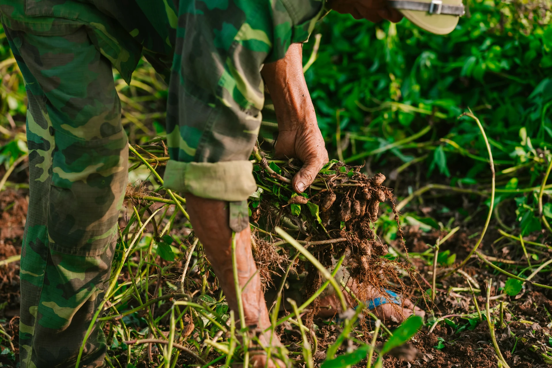 Farmer's hands pulling groundnut plants from the soil