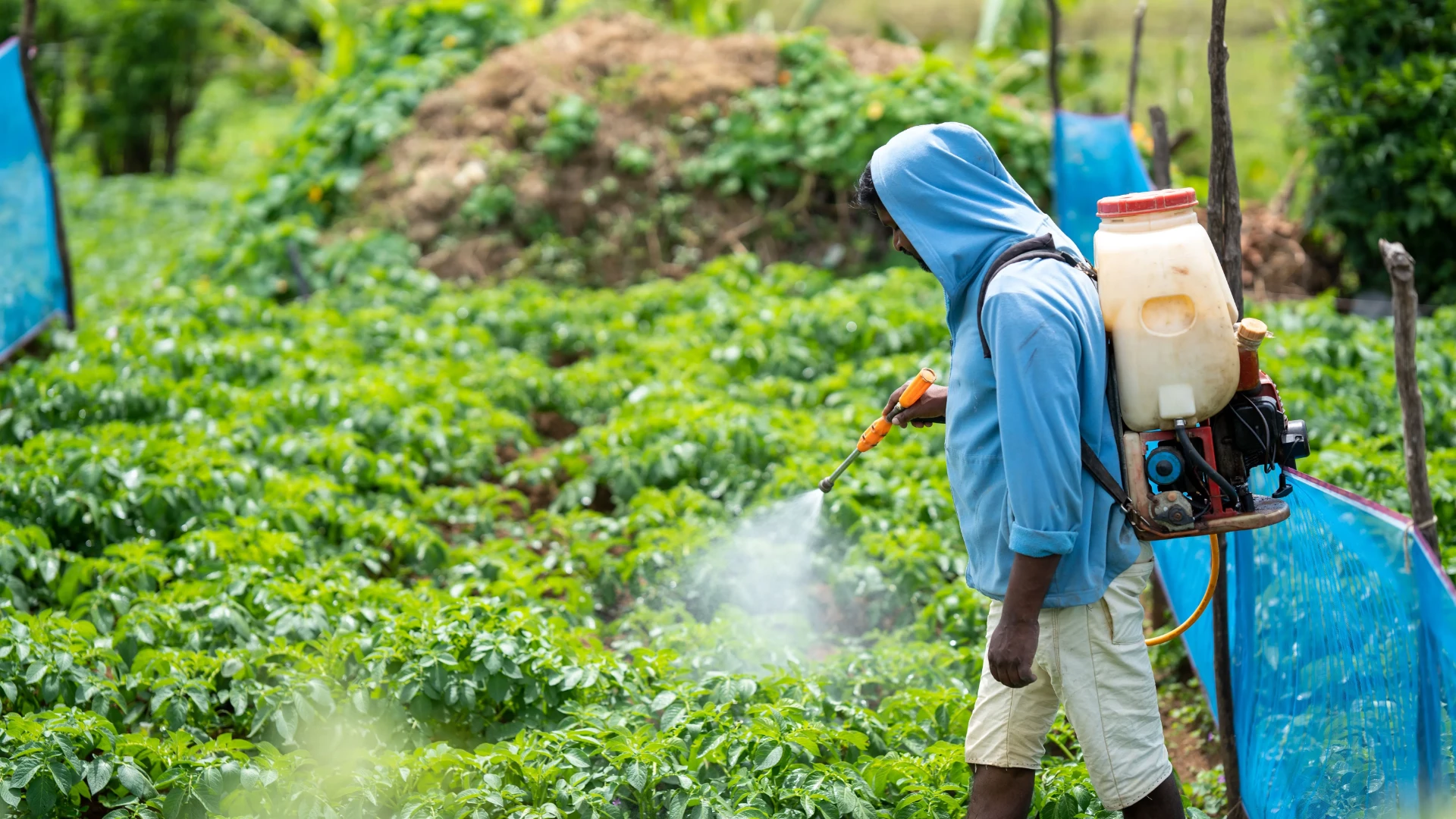 Agricultural worker spraying pesticide with a backpack sprayer