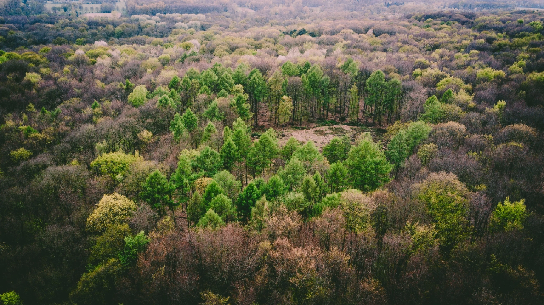 Aerial view of a regenerating forest canopy